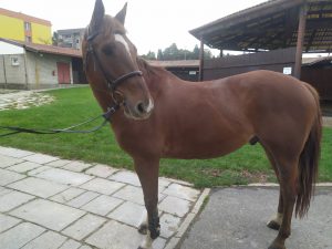 Jezdecký kroužek školy